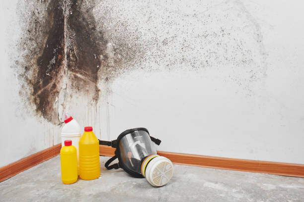Professional Mold Removal in Highspire, PA