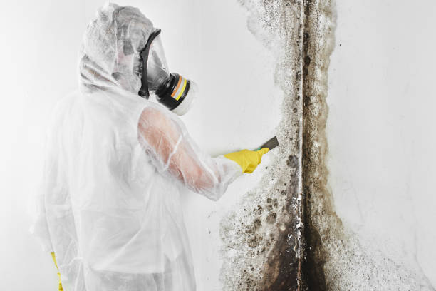Best Crawl Space Mold Removal  in Highspire, PA