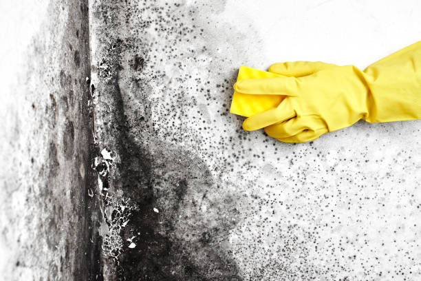 Best Home Mold Removal  in Highspire, PA