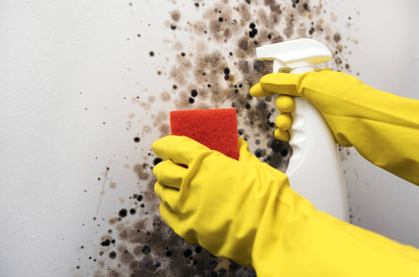 Best Same-Day Mold Removal  in Highspire, PA