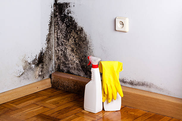 Best Professional Mold Removal  in Highspire, PA